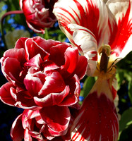 Flowers May 2010